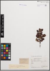 Foto von Salix cinerea L.